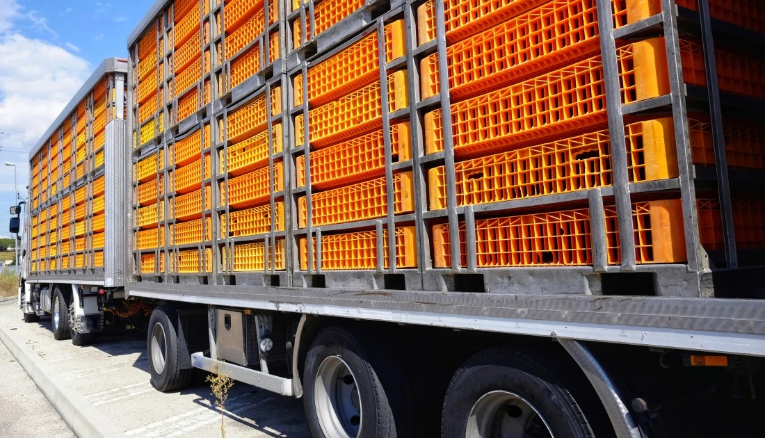Transport de poulet par camion