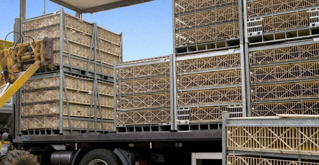Charger un camion avec des caisses remplies de poulet