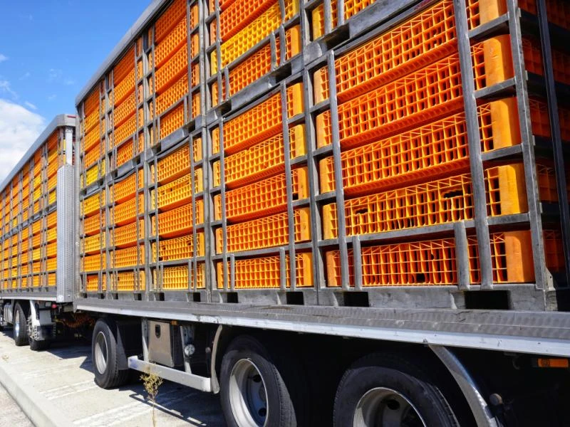 Transport ramasse volailles